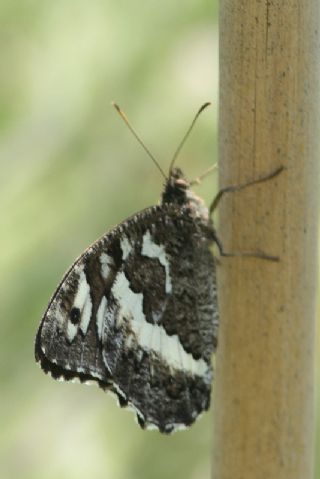 Kara Murat (Brintesia  circe)