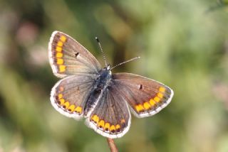 okgzl Meneke Mavisi (Polyommatus thersites)