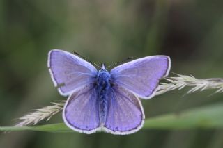 okgzl Meneke Mavisi (Polyommatus thersites)