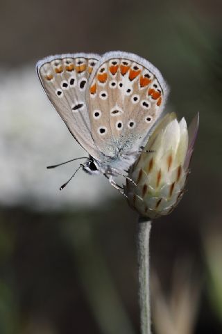 okgzl Meneke Mavisi (Polyommatus thersites)