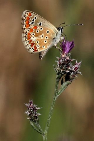 okgzl Meneke Mavisi (Polyommatus thersites)