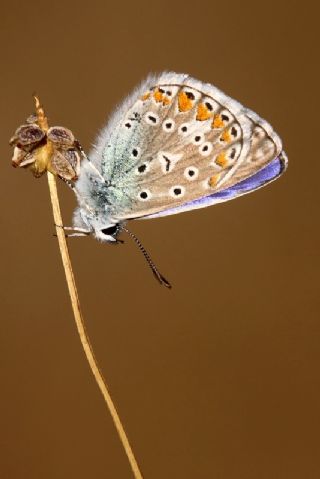 okgzl Meneke Mavisi (Polyommatus thersites)