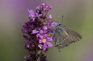 G�zel Sevbeni&nbsp;(Satyrium&nbsp;spini)