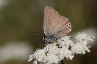 Minik Sevbeni (Satyrium acaciae)