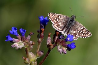 Sar Bandl Zpzp (Pyrgus sidae)