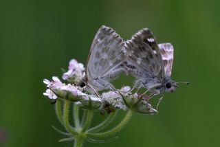 ark Zpzp (Carcharodus orientalis)