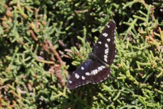 Akdeniz Hanmeli Kelebei (Limenitis reducta)