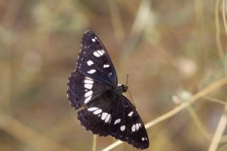 Akdeniz Hanmeli Kelebei (Limenitis reducta)