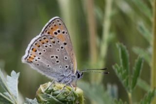 Kk Ate Gzeli (Lycaena thersamon)