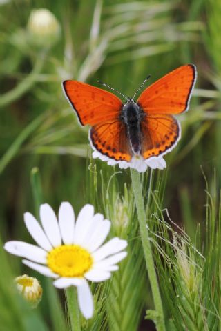 Kk Ate Gzeli (Lycaena thersamon)