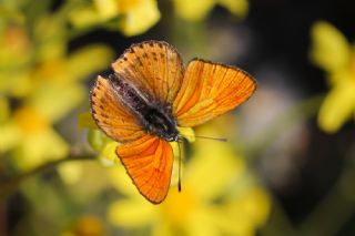 Kk Ate Gzeli (Lycaena thersamon)