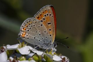 Kk Ate Gzeli (Lycaena thersamon)