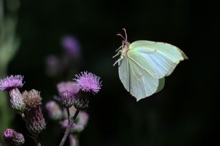Orakkanat (Gonepteryx rhamni)