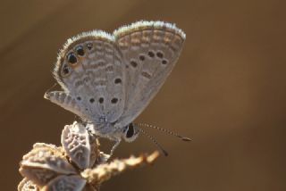 Mcevher Kelebei (Chilades trochylus)