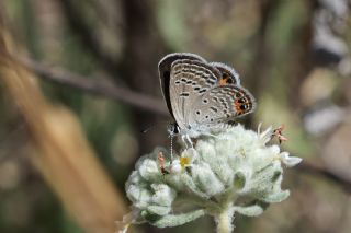 Mcevher Kelebei (Chilades trochylus)