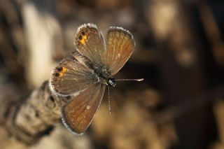 Mcevher Kelebei (Chilades trochylus)