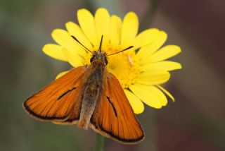 Sar Antenli Zpzp (Thymelicus sylvestris)