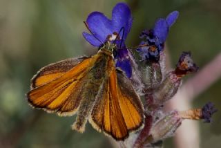 Sar Antenli Zpzp (Thymelicus sylvestris)