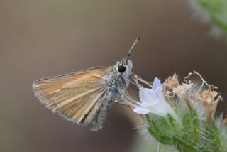 Sar Antenli Zpzp (Thymelicus sylvestris)