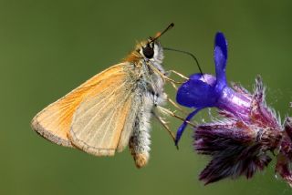 Sar Antenli Zpzp (Thymelicus sylvestris)