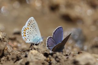 das Mavisi, Esmergz (Plebejus idas)