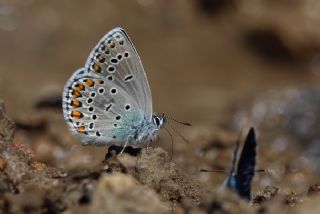 das Mavisi, Esmergz (Plebejus idas)