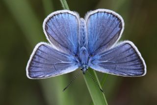 okgzl Amanda (Polyommatus amandus)