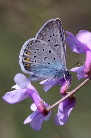 okgzl Amanda (Polyommatus amandus)