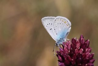 okgzl Amanda (Polyommatus amandus)
