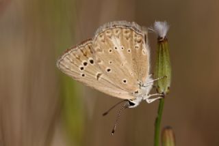 Anormal okgzl (Polyommatus admetus)
