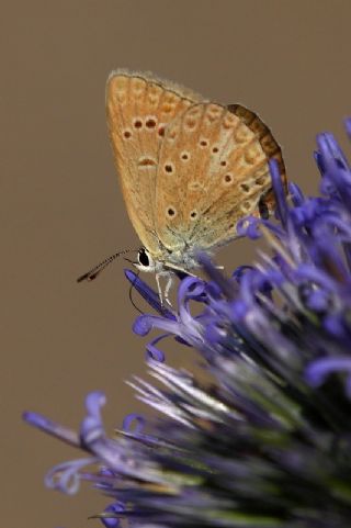 Anormal �okg�zl�&nbsp;(Polyommatus&nbsp;admetus)