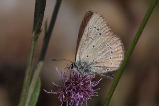Anormal okgzl (Polyommatus admetus)