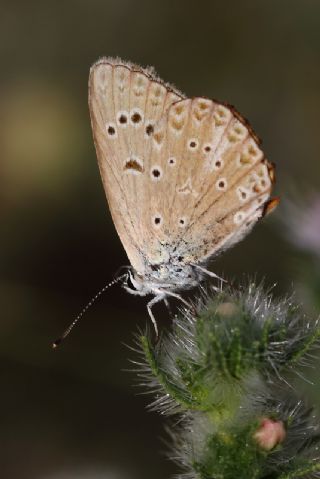 Anormal okgzl (Polyommatus admetus)