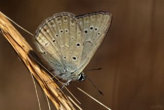 Anormal okgzl (Polyommatus admetus)