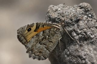 G�ney K�z�lmele�i&nbsp;(Hipparchia&nbsp;senthes)