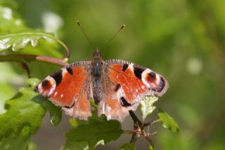 Tavus Kelebei (Inachis io)