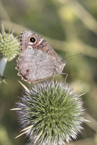 Aa Karamelei (Hipparchia statilinus)