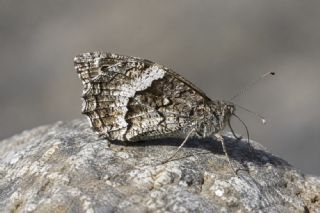 B�y�k Karamelek&nbsp;(Hipparchia&nbsp;syriaca)