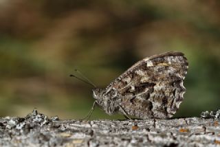 Byk Karamelek (Hipparchia syriaca)