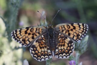 Benekli Byk parhan (Melitaea phoebe)