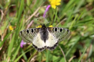 Yalanc Apollo (Archon apollinus)