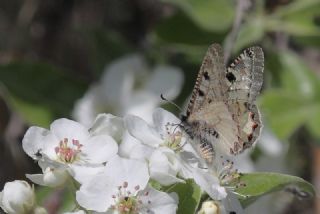 Yalanc Apollo (Archon apollinus)