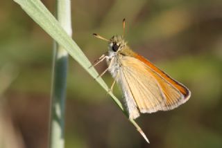 Siyah Antenli Zpzp (Thymelicus lineolus)