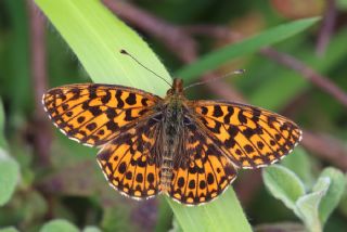 Morinci&nbsp;(Clossiana&nbsp;dia)