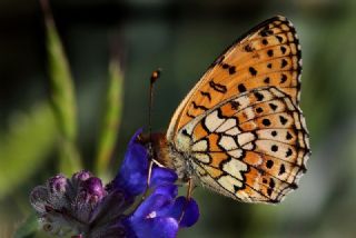 ift Noktal Brentis (Brenthis hecate)