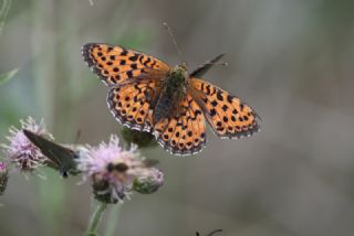 ift Noktal Brentis (Brenthis hecate)