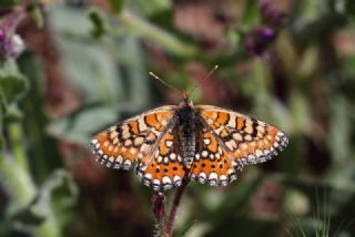 Gzel Nazuum (Euphydryas orientalis)