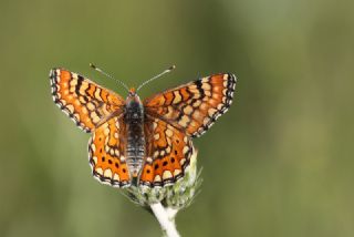 Gzel Nazuum (Euphydryas orientalis)