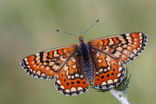 Gzel Nazuum (Euphydryas orientalis)