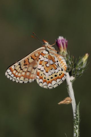 Gzel Nazuum (Euphydryas orientalis)